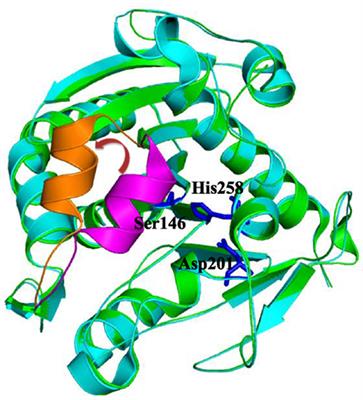 The Lid Domain in Lipases: Structural and Functional Determinant of Enzymatic Properties